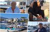 Ιδιαίτερα αισθητές οι συνέπειες του λαγοκέφαλου και στη θαλάσσια περιοχή της Κω: Οδηγούμαστε στην καταστροφή, λένε οι ψαράδες