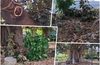 Έσπασε κλώνος μεγάλου δέντρου στο Πάρκο Μητροπόλεως στην πόλη της Κω