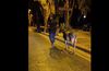 "Νυχτοπερπατήματα" για γάιδαρο στο κέντρο της Κω – Η παρέμβαση των αστυνομικών