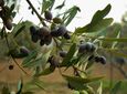 Στο μικροσκόπιο ελεγκτών καλλιέργειες σε νησιά της Δωδεκανήσου