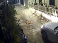 Κέρκυρα: Οδηγός πατά σκύλο που κοιμόταν στη μέση του δρόμου 