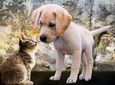 Animal Rescue Kos: Πάνω από 11.000 στειρώσεις γατών στην Κω – Αλλαγές στη συνεργασία με τα ξενοδοχεία