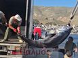 Τόνος – «τέρας» αλιεύθηκε από Καλύμνιους ψαράδες 