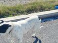 ΑΝΟΙΧΤΗ ΕΠΙΣΤΟΛΗ ΔΙΑΜΑΡΤΥΡΙΑΣ ΚΑΤΟΙΚΩΝ ΤΗΣ ΠΕΡΙΟΧΗΣ ΛΑΓΚΑΔΑ ΚΩ ΓΙΑ ΕΠΙΚΙΝΔΥΝΟ ΣΚΥΛΟ