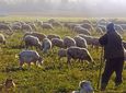 Πάνω από 470.000 θανατώσεις αιγοπροβάτων λόγω ευλογιάς