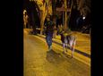 "Νυχτοπερπατήματα" για γάιδαρο στο κέντρο της Κω – Η παρέμβαση των αστυνομικών