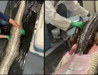 Απίστευτο βίντεο: Βγάζουν ζωντανό αλιγάτορα  μέσα από σώμα πύθωνα
