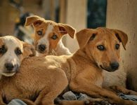 Ο Δήμος Κω καλεί όλους τους εθελοντές που φροντίζουν αδέσποτα ζώα συντροφιάς να επικαιροποιήσουν τα στοιχεία τους στο μητρώο εθελοντών