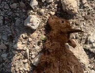 Καταγγελία από συμπολίτισσά μας στο Πυλί για συνεχείς επιθέσεις σκύλων σε αιγοπρόβατα