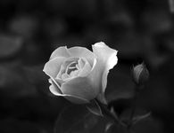 Συλλυπητήρια του Α.Ο. Πυλίου