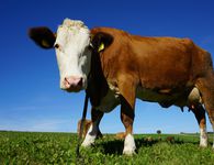 Χτύπησε τη Λέσβο ο αφθώδης πυρετός - Κλείνει η αγορά, απαγόρευση εξαγωγής ζώων και τυριών