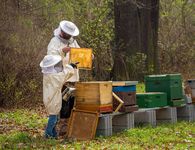 Καταγγελία του Μελισσοκομικού Συνεταιρισμού Κω - Κεφάλου για ανεξέλεγκτη χρήση φυτοφαρμάκων με αποτέλεσμα τη θανάτωση μελισσών