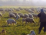 Εθνικό εμβολιασμό στα αιγοπρόβατα προτείνει η Ευρωπαϊκή Αρχή Ασφάλειας Τροφίμων