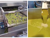 Να δούμε ποιος θα (την) βγάλει λάδι φέτος: Υποχρεωτική η Δήλωση Συγκομιδής & η εγγραφή στο Ελαιοκομικό Μητρώο για ιδιοκτήτες ελαιώνων με 21 (και πάνω) δέντρα