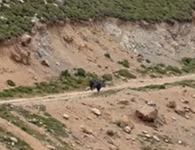 Αγριογούρουνο εθεάθη στην περιοχή Σύμπετρο στην Κω (vid)