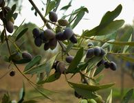 Στο μικροσκόπιο ελεγκτών καλλιέργειες σε νησιά της Δωδεκανήσου