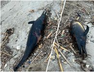 Νεκρό δελφίνι εντοπίστηκε στο Καρνάγιο Kω