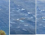 Ανακοίνωση από το Ινστιτούτο Θαλάσσιας Έρευνας και Εκπαίδευσης “ΩΚΕΑΝΙΔΕΣ” για την σπάνια επίσκεψη Μεγάπτερης Φάλαινας στην Κάλυμνο