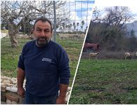 Μ. Μανιάς (Πρόεδρος Κτηνοτρόφων Κω): Δεν πήραμε αυτά που θέλαμε – Δεν καταλαβαίνει η Κυβέρνηση τι περνάμε…