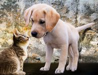 Animal Rescue Kos: Πάνω από 11.000 στειρώσεις γατών στην Κω – Αλλαγές στη συνεργασία με τα ξενοδοχεία