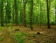 Το Αιγαίο εκπέμπει σήμα κινδύνου για τη δασική προστασία με 158 εργαζόμενους σε 793 νησιά 