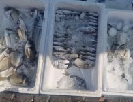 Σε ασφυκτικό κλοιό η παράκτια αλιεία στα Δωδεκάνησα