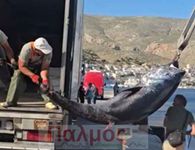 Τόνος – «τέρας» αλιεύθηκε από Καλύμνιους ψαράδες 