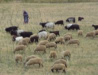 Καταδίκες για παράνομες επιδοτήσεις με δηλωμένες εκτάσεις σε Κάσο, Κάλυμνο και Νίσυρο