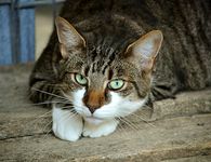 Προσοχή! Έριξαν φόλες σε αδέσποτες γάτες στην Καρδάμαινα