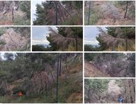 Άμεσος κίνδυνος στην περιοχή «Πόρτες» Αντιμάχειας από ετοιμόρροπα δέντρα