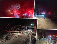 Πτώση δέντρου στη Ζιά - Επέμβαση της Πυροσβεστικής και της Πολιτικής Προστασίας Κω