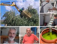 Ξεκίνησε η νέα ελαιοκομική περίοδος στην Κω – Εκτιμήσεις για μεγαλύτερη παραγωγή φέτος 