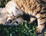 Aναγνώστρια: Προσοχή, φόλες στην Αντιμάχεια!