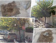 Ερωτήματα αναγνώστη για την κοπή δύο δέντρων στην οδό Αλικαρνασσού