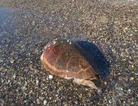 Θαλάσσια χελώνα εντοπίστηκε νεκρή στην Ακτή Ζουρούδη Κω