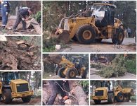 Πτώσεις δέντρων στη Ζιά λόγω των θυελλωδών ανέμων 