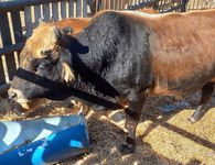 Μελέτες δείχνουν την "επιβίωση" μίας σπάνιας και αυτόχθονης φυλής βοοειδών στα Δωδεκάνησα