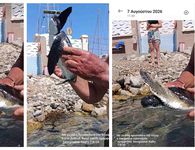 Μικρή χελώνα καρέτα-καρέτα βγήκε στην παραλία δίπλα στη Μαρίνα Κω