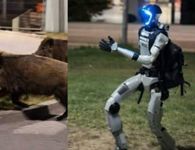 Ρομπότ κυνηγά αγριογούρουνα στους δρόμους της Βαρσοβίας και γίνεται viral