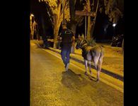 "Νυχτοπερπατήματα" για γάιδαρο στο κέντρο της Κω – Η παρέμβαση των αστυνομικών