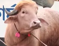 Το βουβάλι που έγινε viral λόγω της ομοιότητας με τον Ντόναλντ Τραμπ 