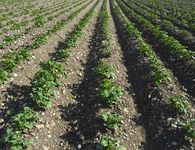 Εσπερίδα για το μέλλον της αγροτικής παραγωγής στην Κω