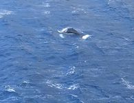 Φάλαινα φυσητήρας εμφανίστηκε στις ακτές της Καλύμνου (vid)