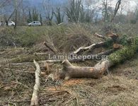 Λαμία: Νεκρός 68χρονος - Tον καταπλάκωσε δέντρο μπροστά στα μάτια της συζύγου του