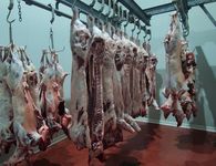 Μειωμένες φέτος οι σφαγές αμνοεριφίων στα Σφαγεία Κω (έφυγαν ζωντανά περίπου 6.000 από το νησί)