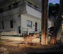 Ξεριζώθηκε δέντρο στην οδό Αρτεμισίας – Από τύχη δεν είχαμε κάποιο θύμα