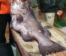 Έναν τεράστιο βλάχο ψάρεψε ο συμπατριώτης μας ερασιτέχνης ψαροντουφεκάς Ανδρέας Γεράνης 