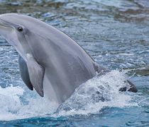 ΜΚΟ «Αρχιπέλαγος»: Τουρκικά αλιευτικά θανατώνουν δελφίνια στο Αιγαίο