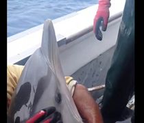 Ο Καλύμνιος καπετάν Στάθης Γεωργούλης απελευθερώνει ένα πανέμορφο δελφίνι, που παγιδεύτηκε στα παραγάδια του
