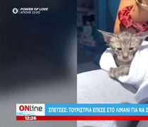 Σπέτσες: Τουρίστρια βούτηξε στο λιμάνι για να σώσει ένα γατάκι - Δεν την άφηνε ο Λιμενικός